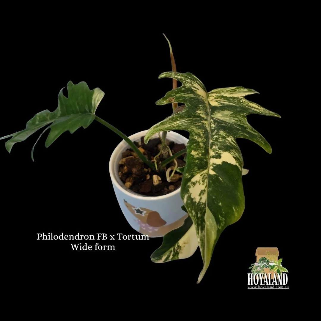 ⛄ Philodendron Florida Beauty X Tortum Wide Form | Hoyaland Rare